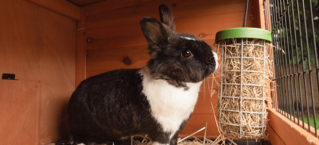 Caddi è anche un eccellente porta fieno per conigli che si può appendere sulla gabbia in legno o sulla recinzione esterna