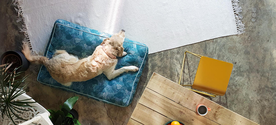 Retriever adagiato su una cuccia con cuscino Omlet facile da pulire
