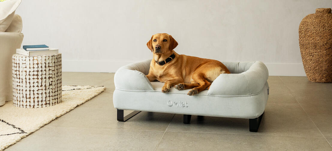 Retriever sdraiato in un elegante letto a bolster per cani con piedini neri.