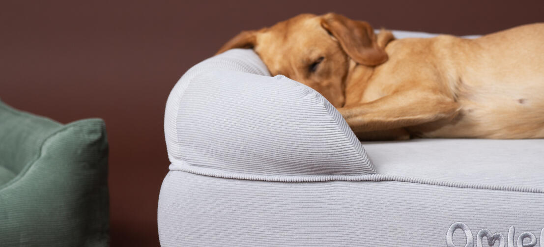 Retriever che dorme su un'accogliente cuccia a bolster Omlet