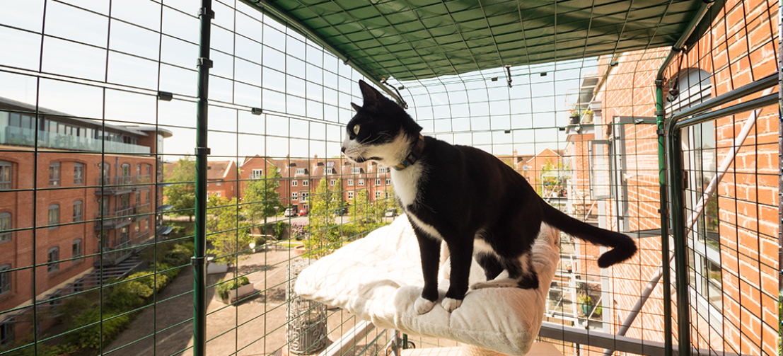 Un gatto bianco e nero in piedi su un letto in una configurazione walk in run cat balcony