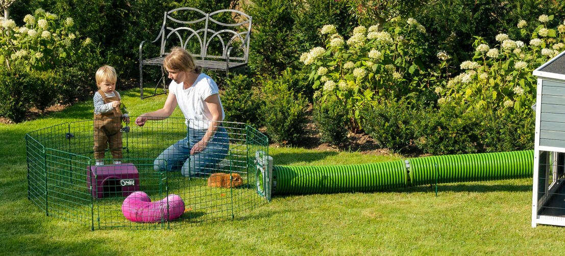 Una famiglia che gioca con i porcellini d'india in giardino, con i tunnel di Zippi che collegano il box di Zippi a una conigliera di legno.