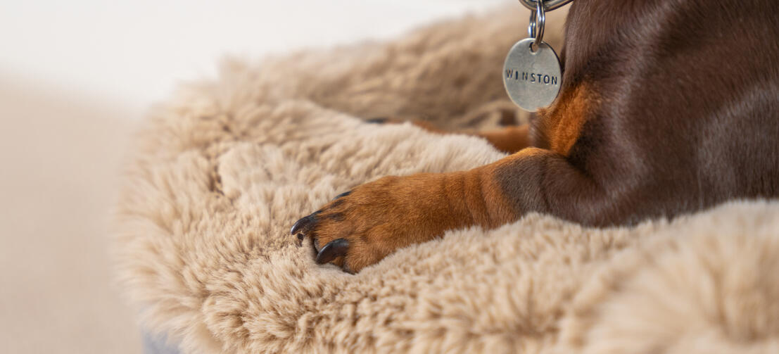 Bassotto su un topper in pelle di pecora beige