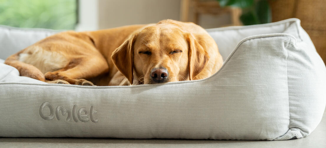 Un retriever che dorme su una grande cuccia a nido di velluto a coste nella tonalità grigio ciottolo.