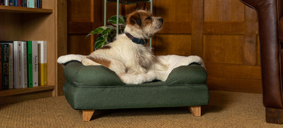 Terrier su letto a bolster verde con coperta di pelle di pecora