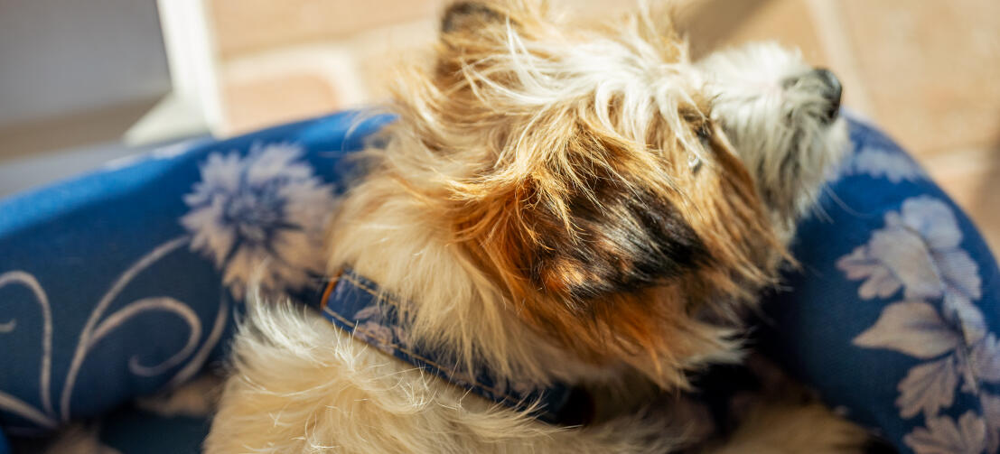 Terrier che si rilassa su un letto per cani a bolster Omlet