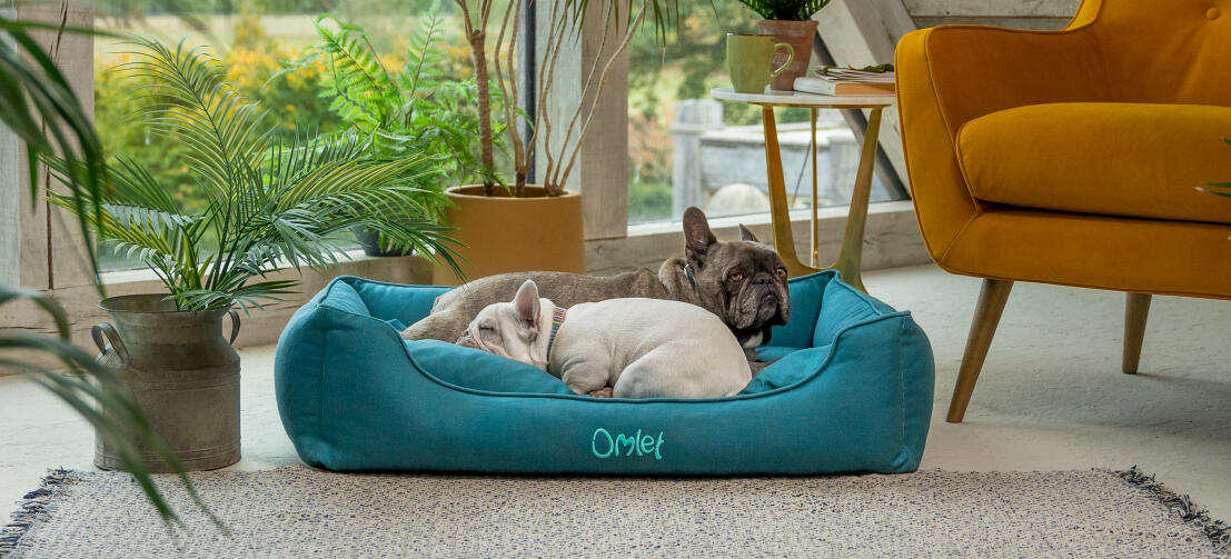 Due cani francesi che si accoccolano in un'accogliente cuccia Omlet nest