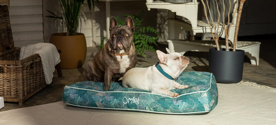 Due cani francesi che condividono un'elegante cuccia con cuscino di Omlet
