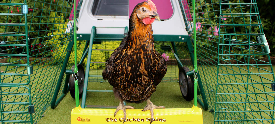 Un pollo Miss pepperpot si siede su un 'chicken swing' di fronte al suo Eglu Go up pollaio