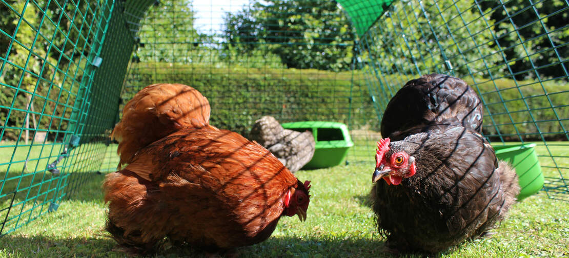 Le vostre galline si divertiranno a foraggiare nel sicuro percorso per polli resistente ai predatori di Eglu Go