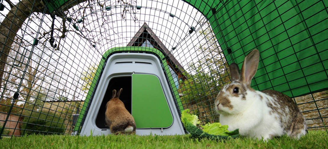 I conigli possono saltare dentro e fuori la loro conigliera come vogliono!