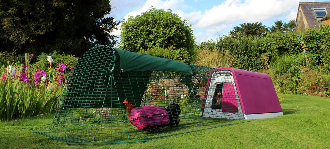 Il Eglu Go chicken coop and run ha tutto il necessario per iniziare e rende l'allevamento di polli da cortile il più facile possibile Il Eglu Go chicken coop and run ha tutto il necessario per iniziare e rende l'allevamento di polli da cortile il più facile possibile