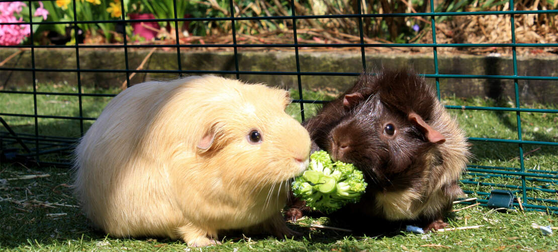 Una coppia di porcellini d'india condivide uno spuntino a base di broccoli nel loro recinto