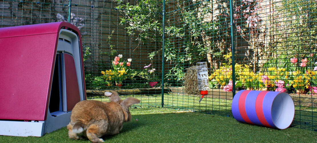 Un coniglio marrone che saltella in una conigliera all'aperto.