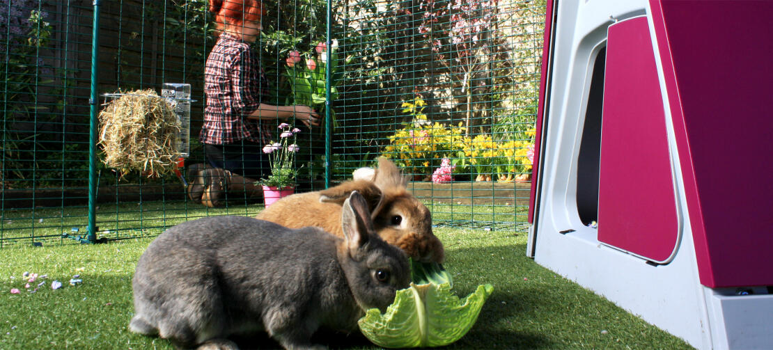 Due conigli che mangiano una foglia all'interno di un recinto per conigli