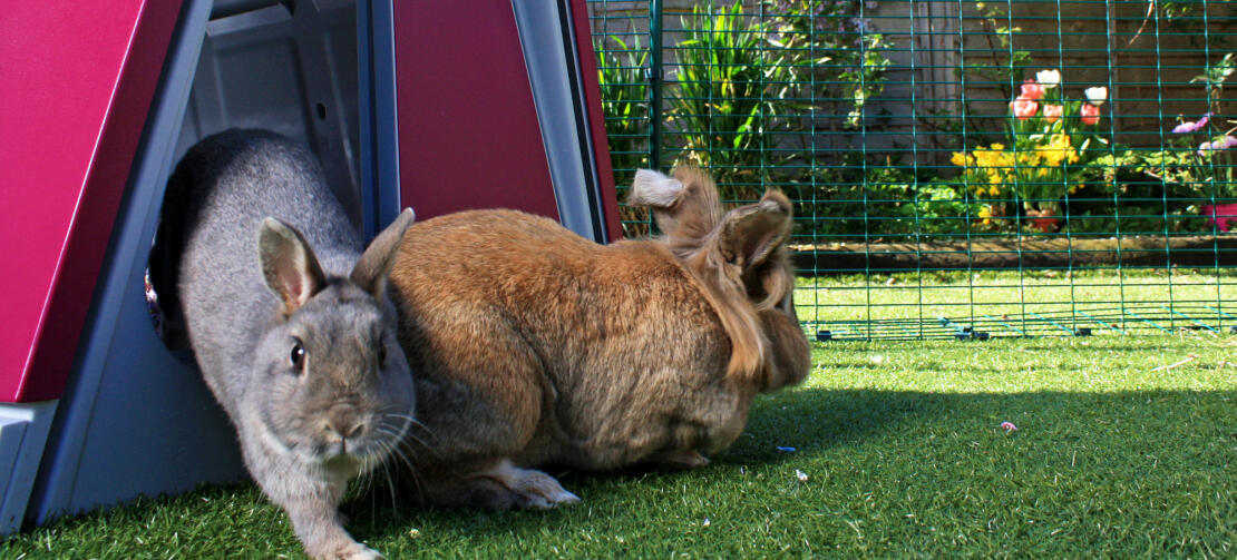 Due conigli che saltano fuori da una conigliera Omlet 