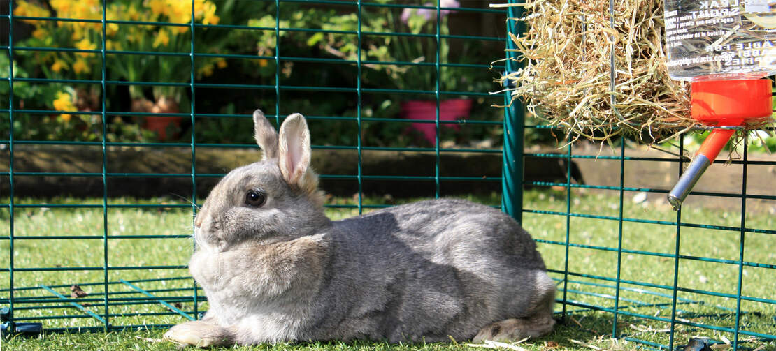 Un coniglio che si rilassa all'interno di un recinto per conigli con accanto l'acqua.