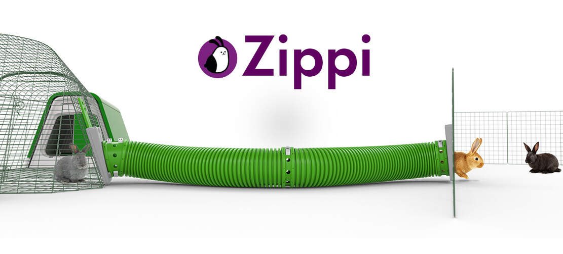 Coniglietti che corrono lunGo una pista verde Zippi da una gabbia Go a una pista per animali