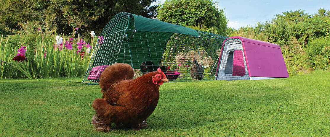 Un Eglu Go con estensione in un giardino con tre ckickens che giocano intorno Un Eglu Go con estensione in un giardino con tre ckickens che giocano intorno