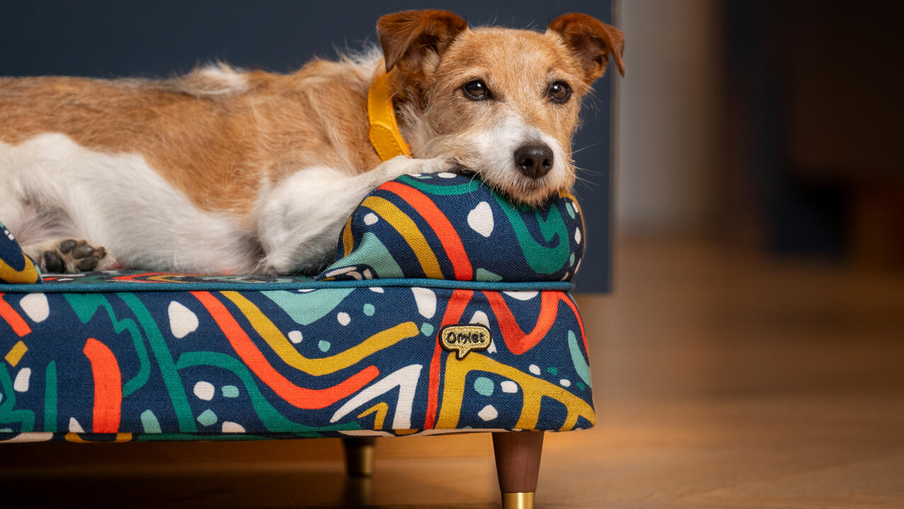 Piccolo terrier su un letto a baldacchino con stampa in grassetto