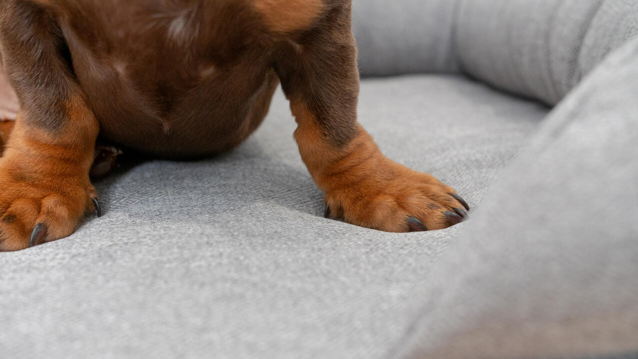 Primo piano di zampe di bassotto su letto grigio per cani.