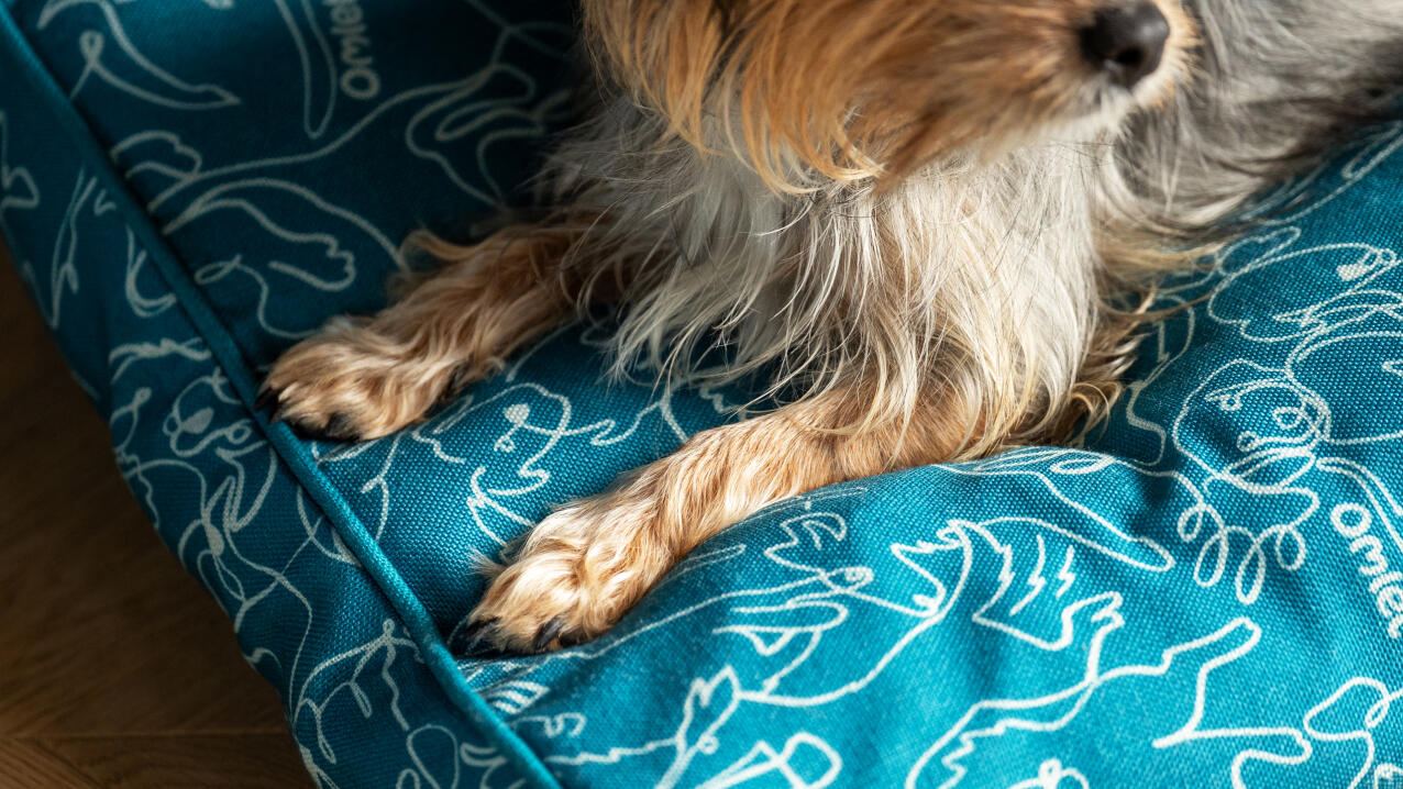 Un cane che riposa sul cuscino della cuccia.