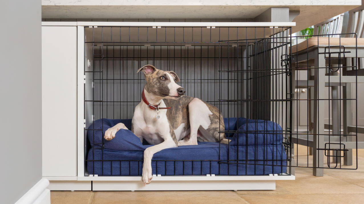 Cane seduto su un lettino blu all'interno della cassa per cani Fido Studio .
