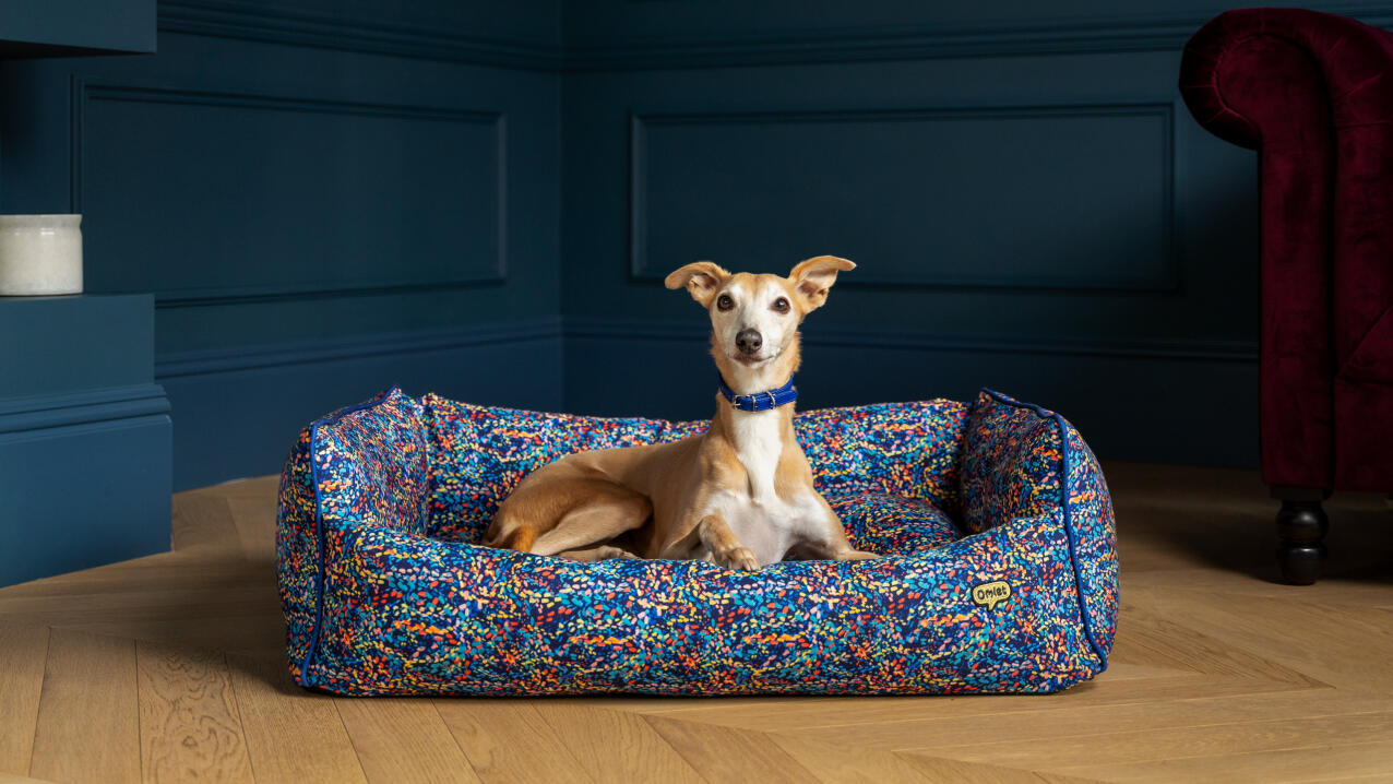 Cane tipo whippet in letto per cani a nido colorato