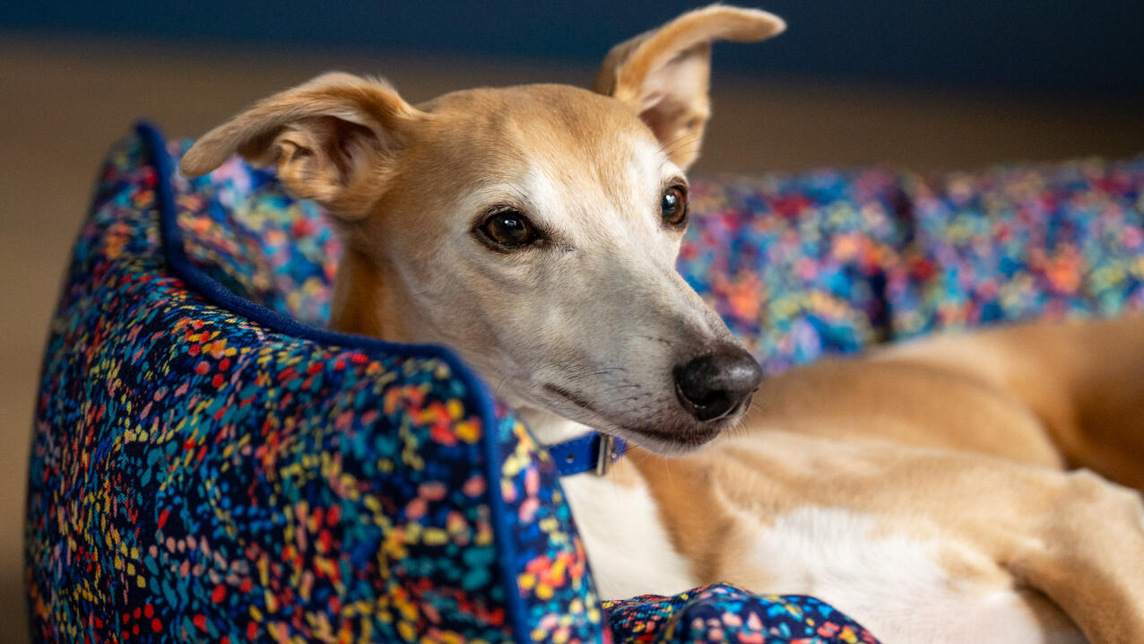 Whippet sdraiato in un letto nido con motivi al neon