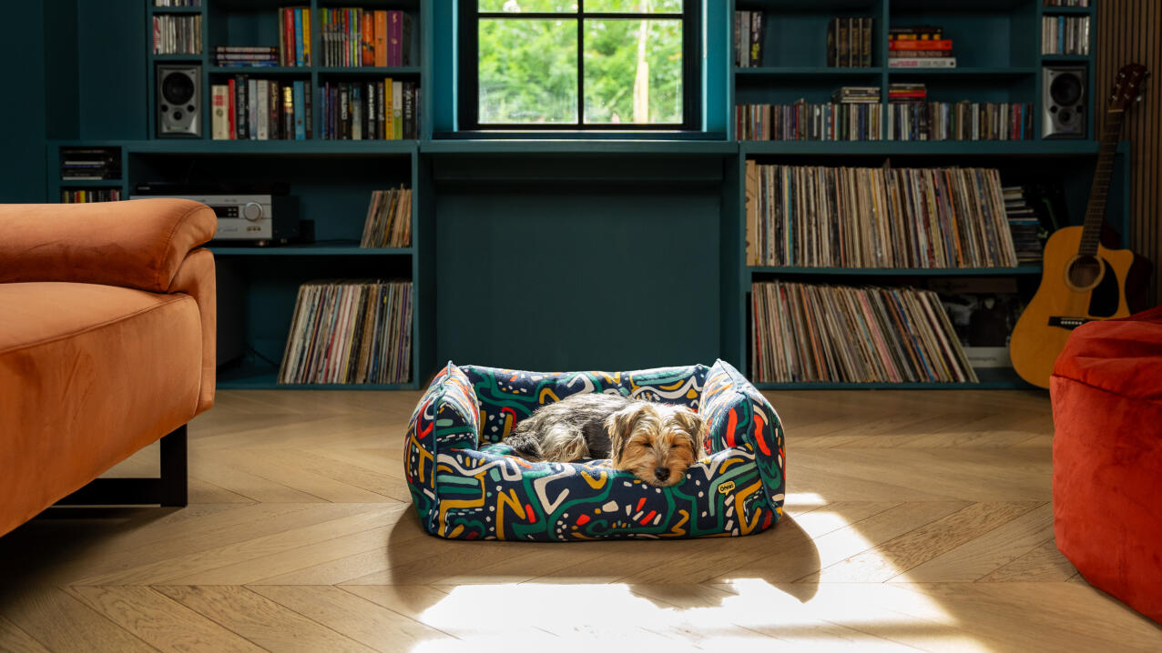 Cane sdraiato su un letto a nido colorato in un'accogliente sala di lettura