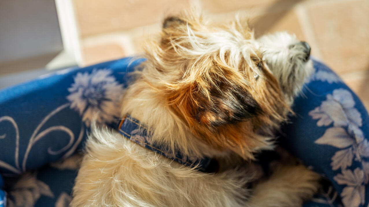 Primo piano di un terrier che riposa la testa su un cuscino da letto con stampa gardenia in porcellana.