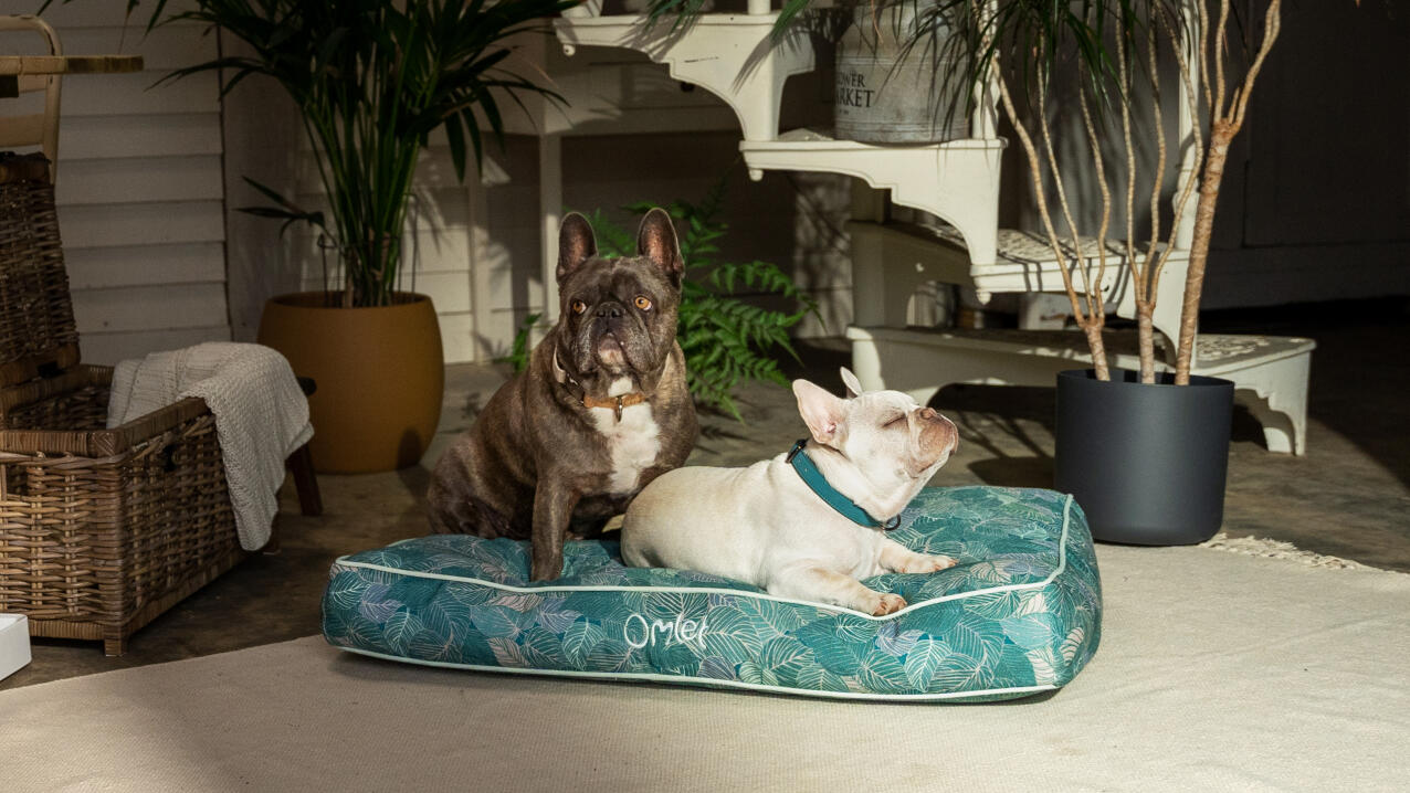 Due cani seduti sul cuscino della cuccia.