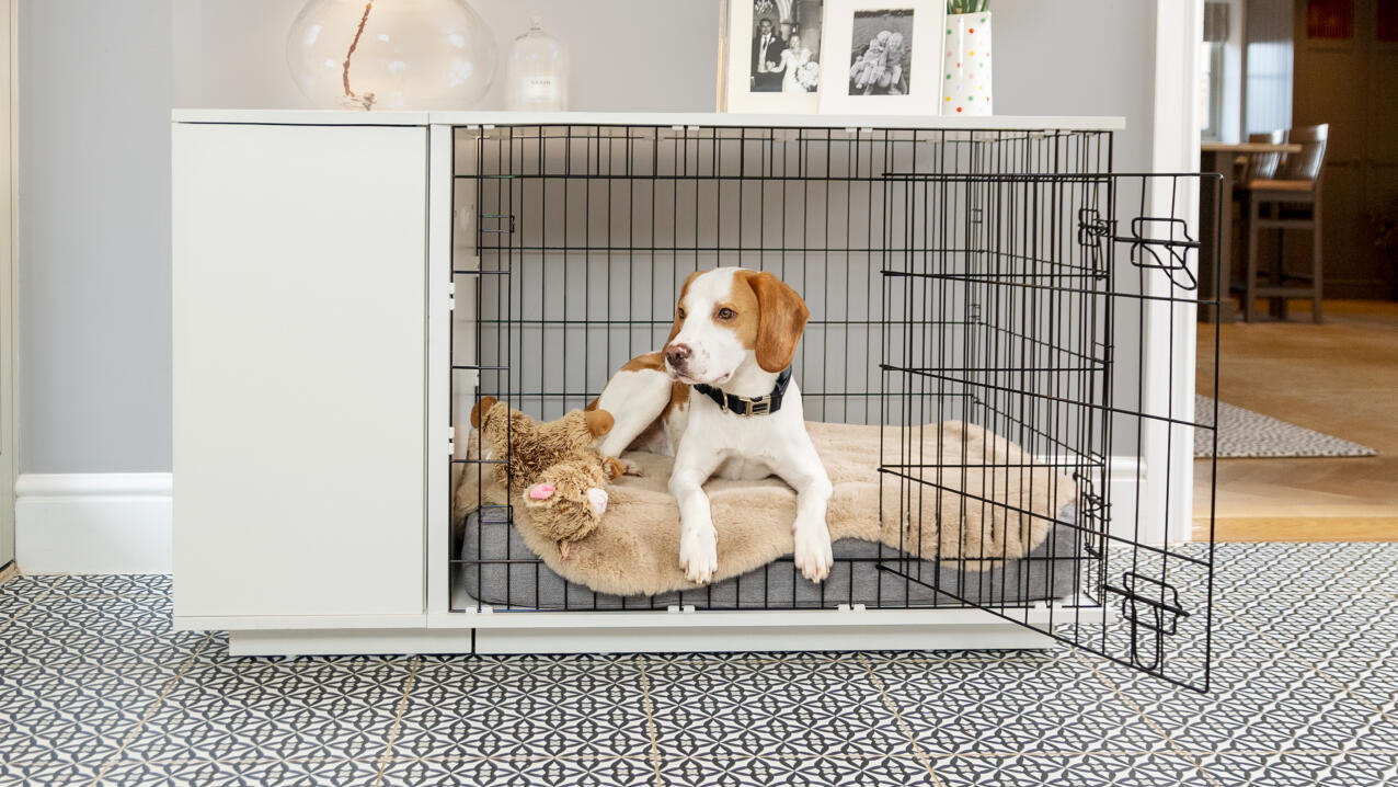 Un beagle sdraiato su una cuccia Topology in una gabbia
