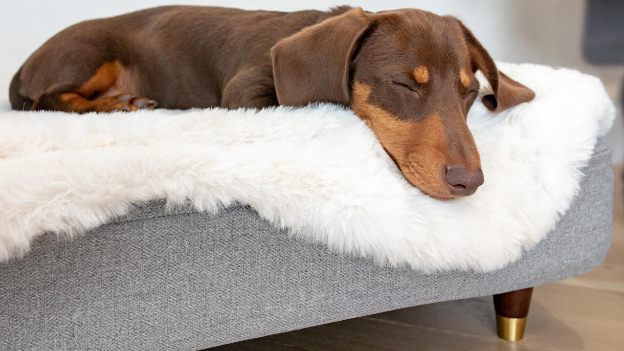 Cane salsiccia sdraiato su un letto Topology con un topper in pelle di pecora bianca