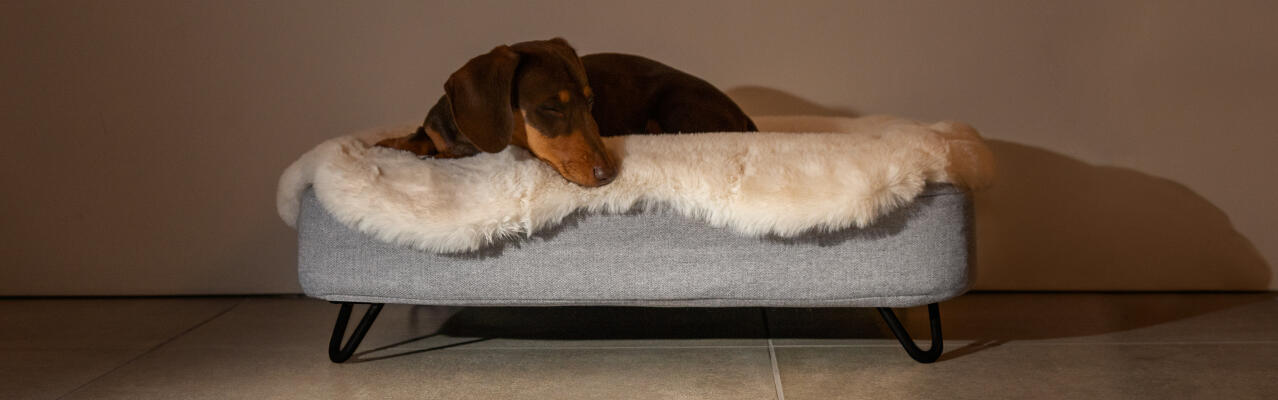 Cane che dorme in una cuccia Topology con topper in pelle di pecora