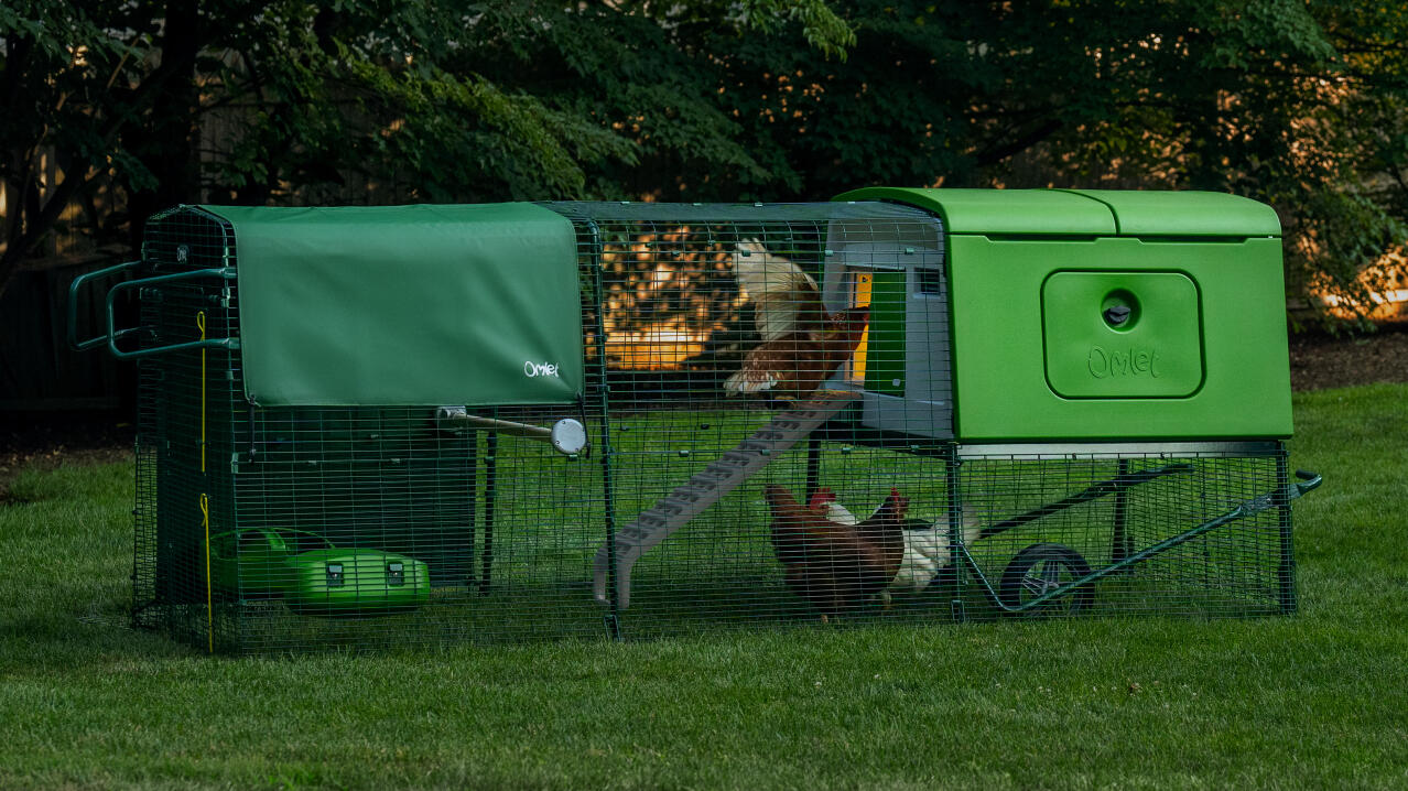 Un pollaio Eglu Cube con Autodoor e cooplight che aiutano le galline a tornare al pollaio di notte