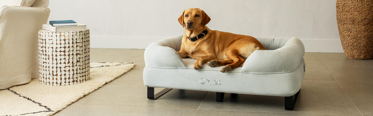 Labrador retriever seduto su un letto a bolster per cani con rivestimento in ciottoli di velluto a coste e piedini neri.