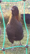 Una gallina araucana marrone dietro un recinto per polli