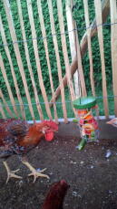 Una gallina che becca un Caddi contenitore per il trattamento con un po' di verdura.