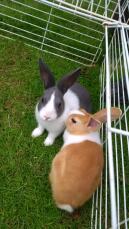 Due coniglietti olandesi bianchi, marroni e neri in una pista per animali