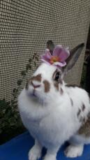Coniglio con fiore sulla testa