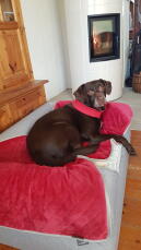 Un cane che si Gode il comfort del suo letto grigio e della sua coperta
