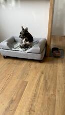 Un cane seduto sul suo letto grigio con cuscino