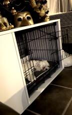 Un cane bianco che riposa nella sua cassa