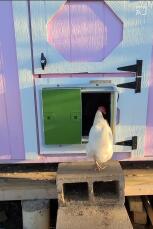 Una gallina Goche entra nel suo pollaio attraverso una porta automatica verde