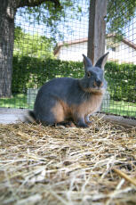 Un coniglio in piedi su del fieno nella sua gabbia