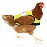 La giacca per galline High-Vis 