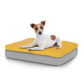 Cane seduto sul piccolo Topology letto per cani con topper bean bag