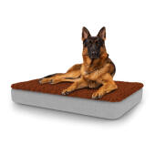 Cane seduto su grande Topology letto per cani con topper in microfibra