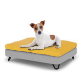 Cane seduto su un piccolo Topology letto del cane con topper beanbag e metallo nero piedi tornanti